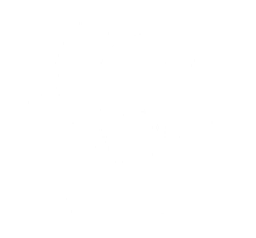 dolphins illus
