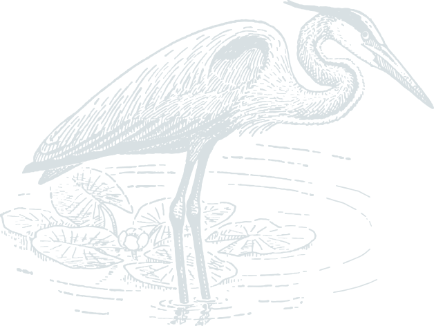 heron illus